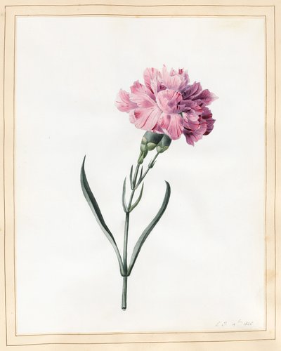 Garofano, 1826 da Louise DOrleans